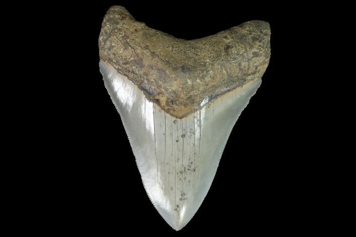 Serrated, Aurora Megalodon Tooth - Beautiful Enamel #95496